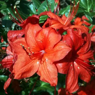 Азалия ДОЛОРОСО листопадная в Речице