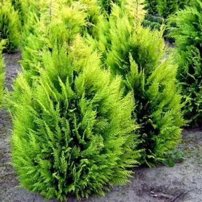 Кипарисовик ИВОНЕ лавсана в Речице