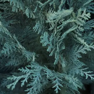 Кипарисовик ВАН ПЕЛЬТС БЛЮ лавсона в Речице