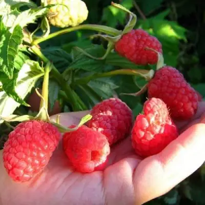 Малина ГОРДОСТЬ РОССИИ в Речице