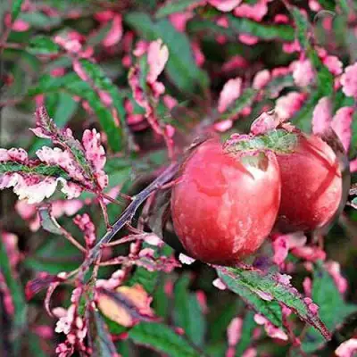 Слива ХЕССЕЙ декоративная в Речице