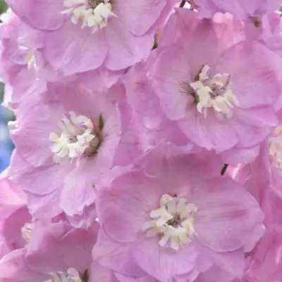 Дельфиниум ПЕТТИКОУТ гибридный в Речице