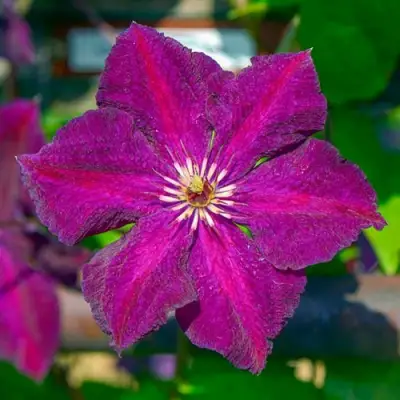 Клематис ГРЮНВАЛЬД в Речице