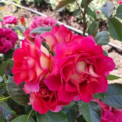 Роза БРЕРА флорибунда в Речице