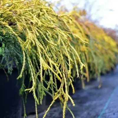 Кипарисовик ВАВЕЛ горохоплодный в Речице