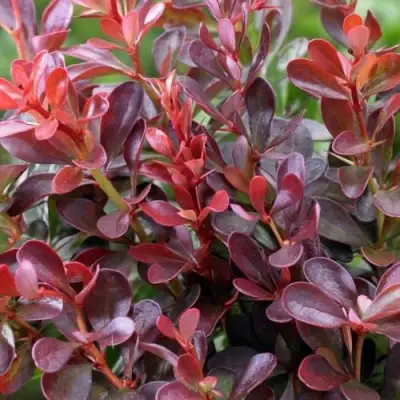 Барбарис АТРОПУРПУРЕА НАНА тунберга в Речице