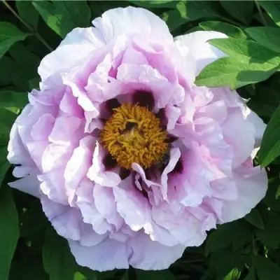 Пион СИНИЙ САПФИР древовидный в Речице