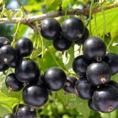 Смородина черная ОРЛОВСКИЙ ВАЛЬС в Речице