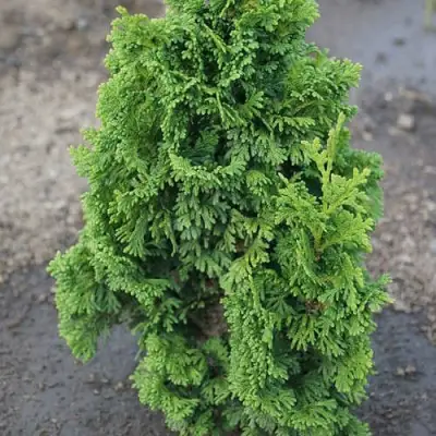 Туя ЗМАТЛИК западная в Речице