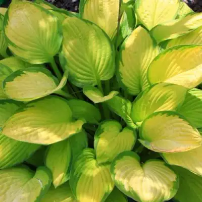 Хоста ГОЛД СТАНДАРТ Форчуна в Речице