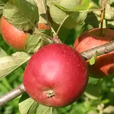 Яблоня ПОСПЕХ в Речице