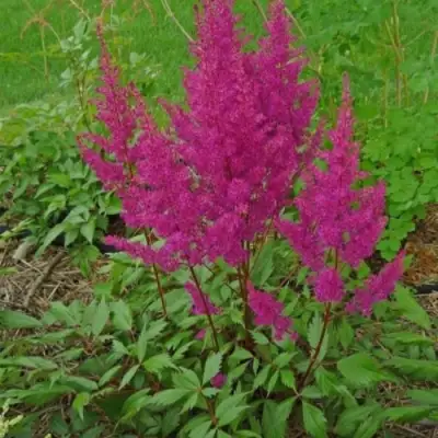 Астильба ЭЛИЗАБЕТ ВАН ВИН японская в Речице