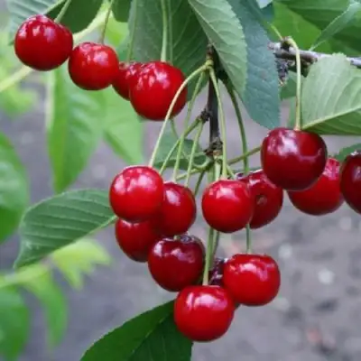 Вишня ЗАРАНКА в Речице