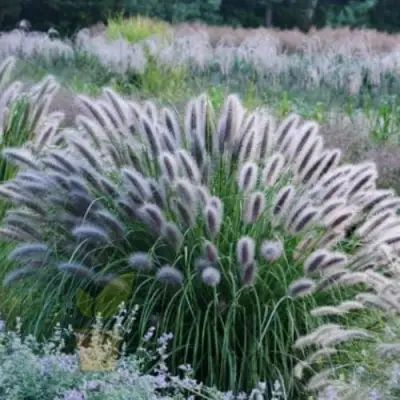Пеннисетум БЛЭК БЬЮТИ в Речице