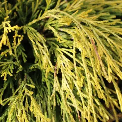 Кипарисовик ГОЛДЕН МОП горохоплодный в Речице