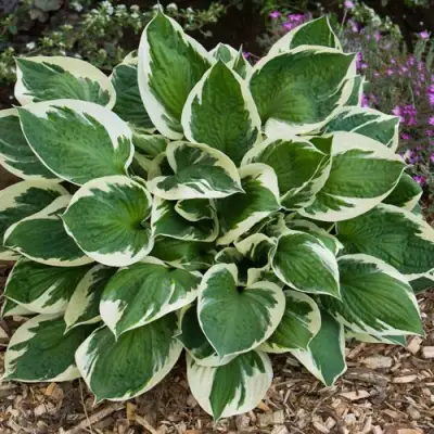 Хоста КАРИН гибридная в Речице