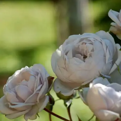 Роза ГРИЗЕЛИС шраб в Речице