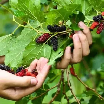 Шелковица ГАЛИЦИЯ в Речице