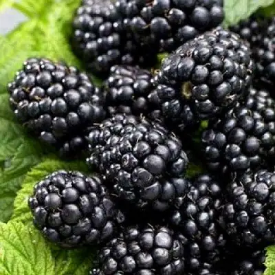 Ежевика БЖЕЗИНА бесшипная  в Речице