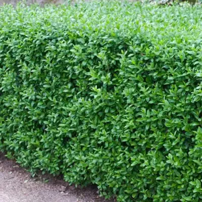 Бирючина обыкновенная АТРОВИРЕНС в Речице