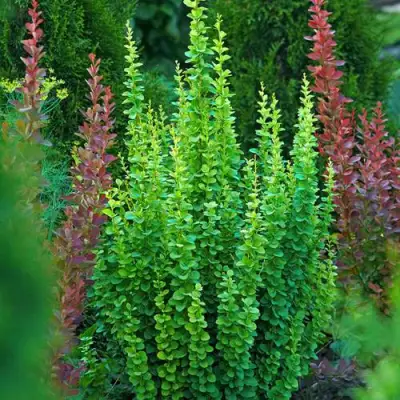 Барбарис ЭРЕКТА тунберга в Речице