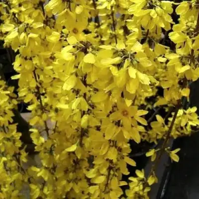 Форзиция ГОЛДРАУШ в Речице