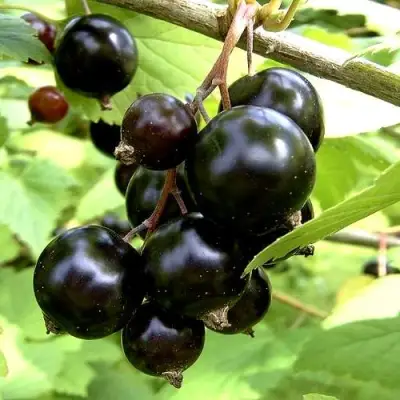 Смородина чёрная ШАРОВИДНАЯ в Речице