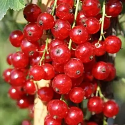 Смородина красная РОНДОМ в Речице