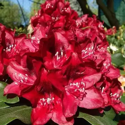 Рододендрон МАТАДОР в Речице