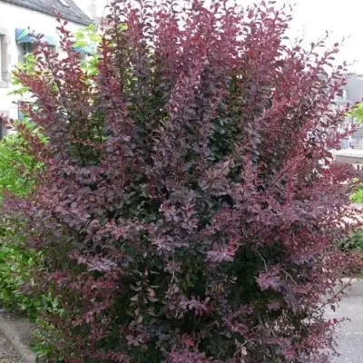 Барбарис АТРОПУРПУРЕА тунберга в Речице