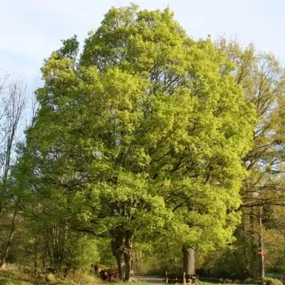 Клен полевой в Речице