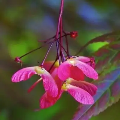 Клен пальмолистный в Речице