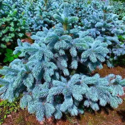 Ель СУПЕР БЛЮ СИДЛИНГ колючая в Речице