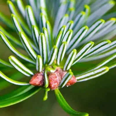 Пихта белая в Речице