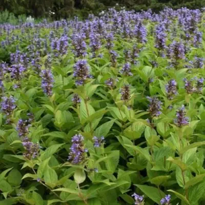 Котовник БЛЮ ДРИМС полусидячий в Речице