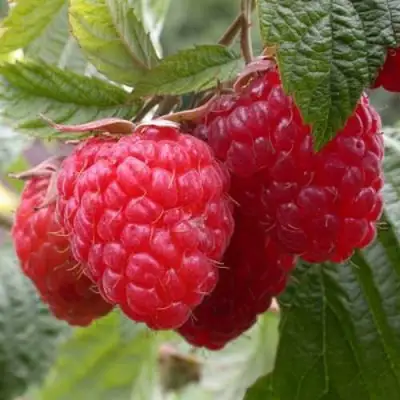 Малина ГЕРАКЛ в Речице