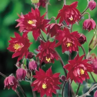 Аквилегия РУБИ ПОРТ обыкновенная в Речице