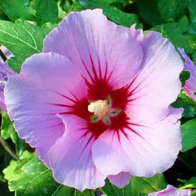 Гибискус ПИНК ФЛИРТ сирийский в Речице