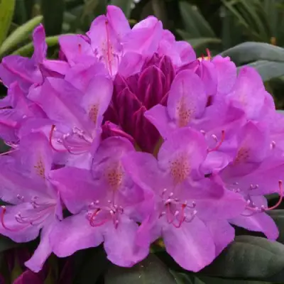 Рододендрон РОЗЕУМ ЭЛЕГАНС в Речице