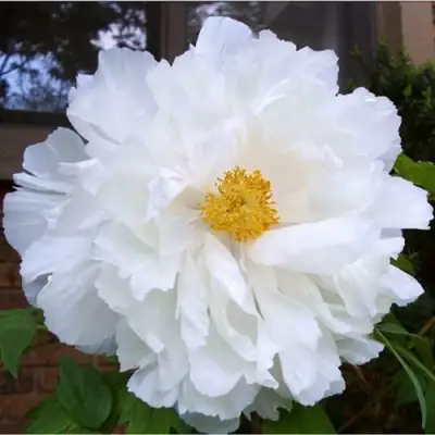 Пион БЕЛЫЙ НЕФРИТ древовидный в Речице