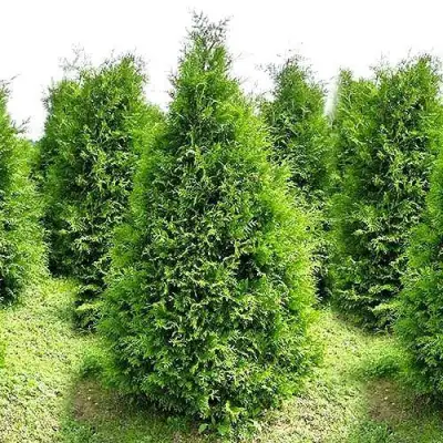 Туя БРАБАНТ западная в Речице