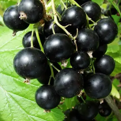 Смородина чёрная ЭКЗОТИКА в Речице