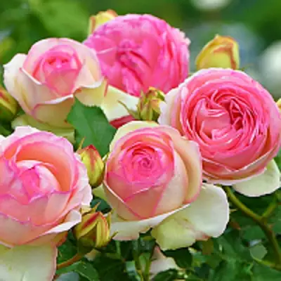 Роза ПЬЕР ДЕ РОНСАР плетистая в Речице