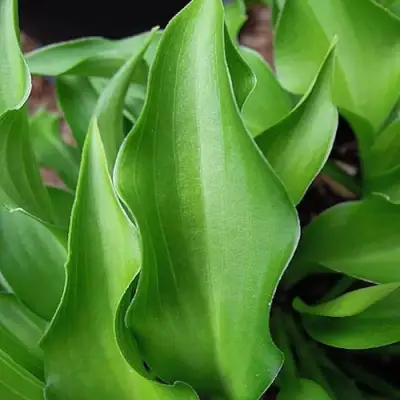 Хоста ГАРРИ ВАН ТРИЕР в Речице