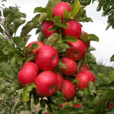 Яблоня ТРАЙДЕНТ колонновидная в Речице