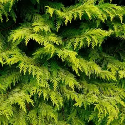 Кипарисовик ГОЛДЕН ВОНДЕР лавсона в Речице