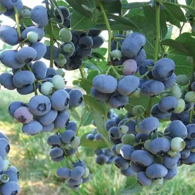 Голубика ЛИБЕРТИ в Речице