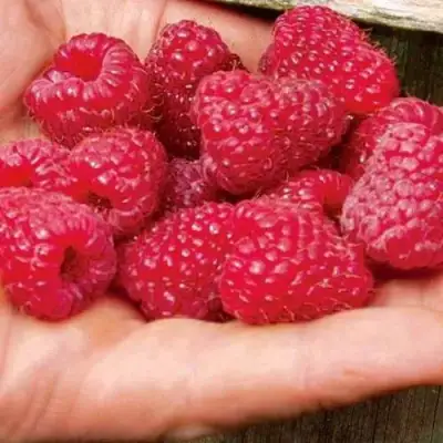 Малина ДЖОАН ДЖИ (ДЖОАН ДЖЕЙ) в Речице