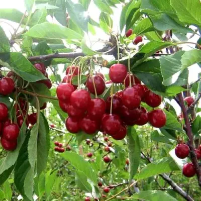 Вишня ТУРГЕНЕВКА в Речице