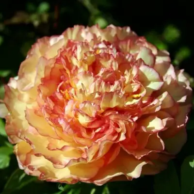 Пион ЗОЛОТАЯ РОССЫПЬ древовидный в Речице